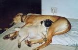 MGM's Big Love Eternity und Daphne of Gentle Mind