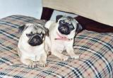 MGM's Big Love Berlin Girlie und Bikin-Teenie