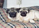 MGM's Big Love Bam-Bam und Berlin Girlie