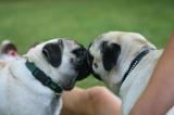 MGM's  Big Love Ludwig und Diva