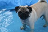 MGM's Big Love Graf Ludwig im Wasser